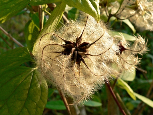 {Clematis sp}